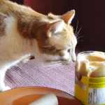 can-cats-eat-peanut-butter