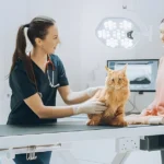 Cat Surgery