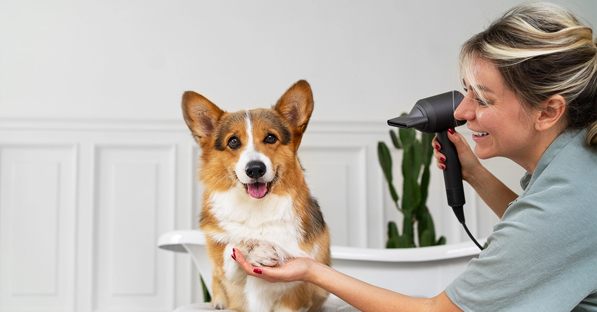 Groom a Dog at Home