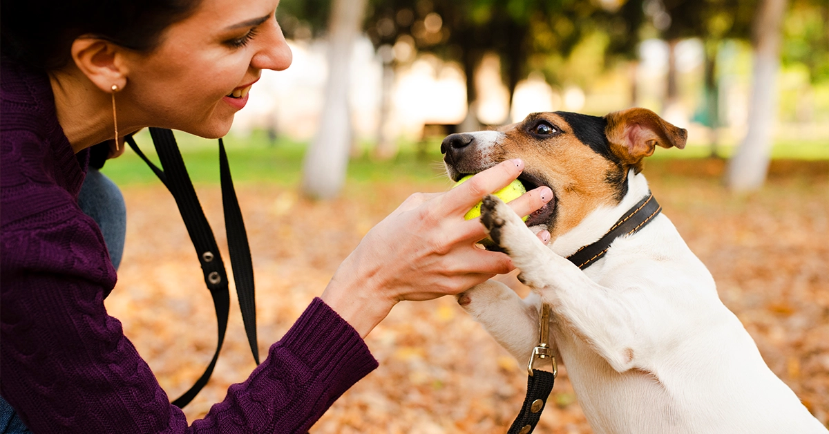 Pet Choke Chains for Effective Dog Training