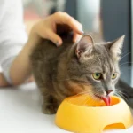 Should You Give Your Cat Bread