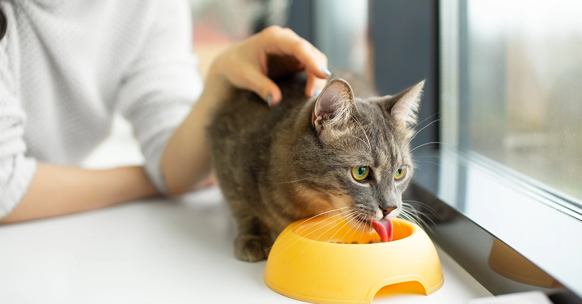 Should You Give Your Cat Bread